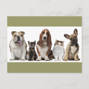 cute short hair cat friends basset hound bull dog postcard