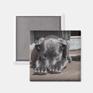 Cute Shy Great Dane Puppy Magnet