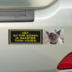 Cute Siamese Kitten Close-Up Photo Template Bumper Sticker