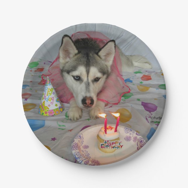 Cute Siberian Husky Birthday Plate (Front)