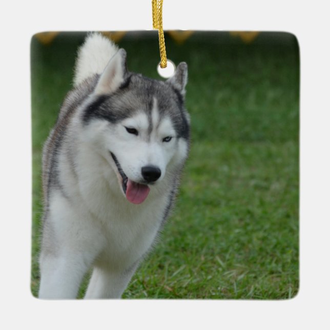 Cute Siberian Husky Ceramic Tree Decoration (Front)