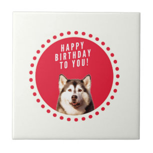 Cute Siberian Husky Dog Happy Birthday Tile