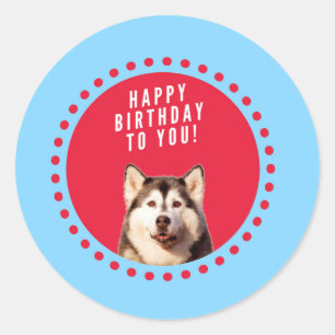 Cute Siberian Husky Happy Birthday blue red dots Classic Round Sticker
