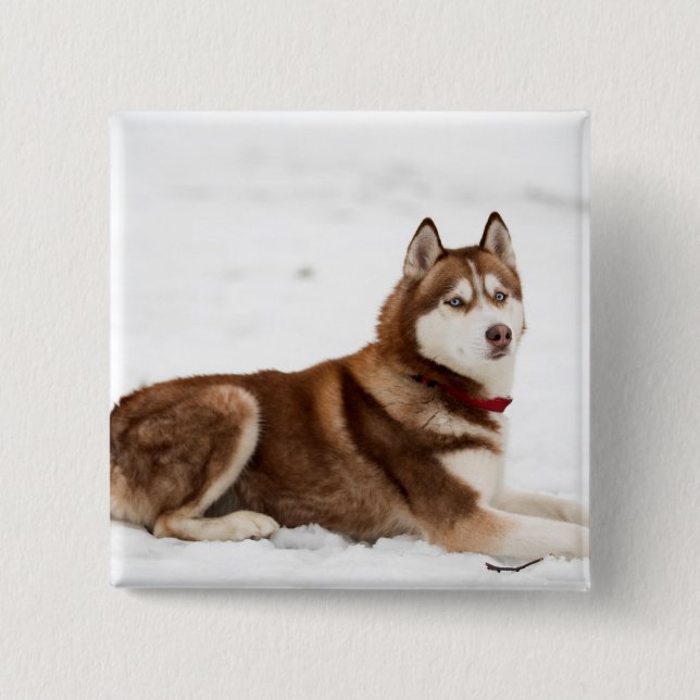 Cute Siberian Husky Portrait 15 Cm Square Badge (Front)