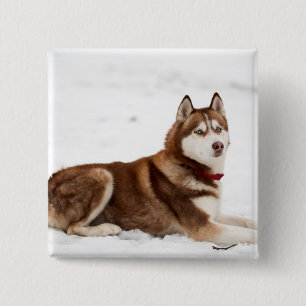 Cute Siberian Husky Portrait 15 Cm Square Badge