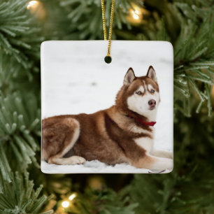 Cute Siberian Husky Portrait Ceramic Ornament