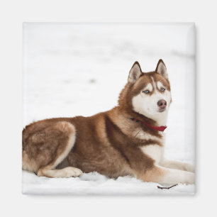 Cute Siberian Husky Portrait Magnet