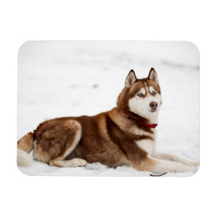 Cute Siberian Husky Portrait Magnet
