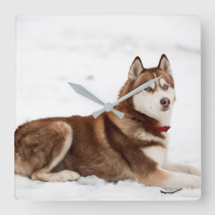 Cute Siberian Husky Portrait Square Wall Clock
