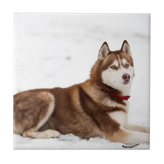 Cute Siberian Husky Portrait Tile (Front)