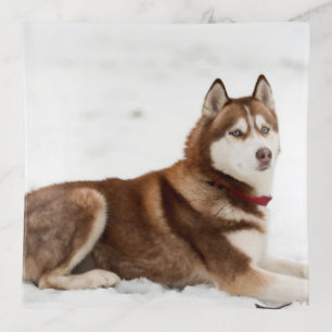 Cute Siberian Husky Portrait Trinket Trays