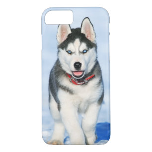Cute Siberian Husky Puppy Dog in the Snow iPhone 8/7 Case