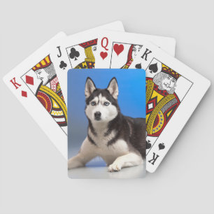 Cute Siberian Husky Puppy Dog Playing Cards