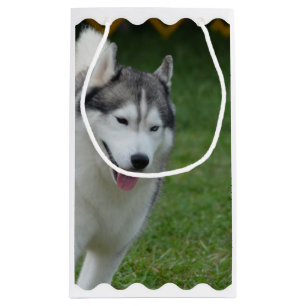Cute Siberian Husky Small Gift Bag