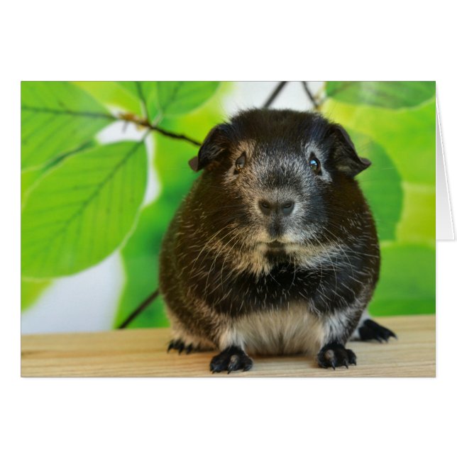 Cute Silver Fox Guinea Pig (Front Horizontal)