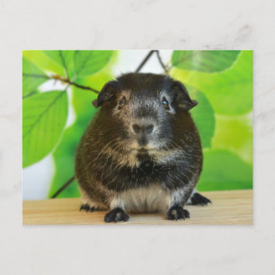 Cute Silver Fox Guinea Pig Postcard