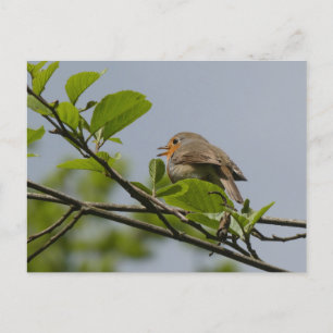 Cute Singing Robin DIY Postcard