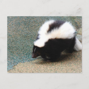 Cute Skunk Postcard