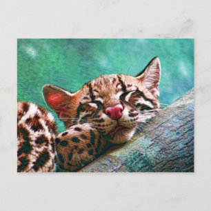 Cute Sleeping Baby Ocelot Kitten Postcard