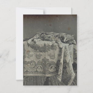 Cute Sleeping Cat Vintage Photography Blank Postcard