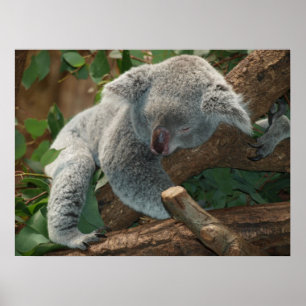 Cute Sleeping Koala Bear Poster