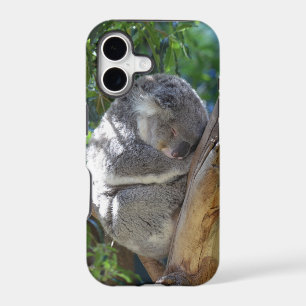 Cute Sleeping Koala in Tree