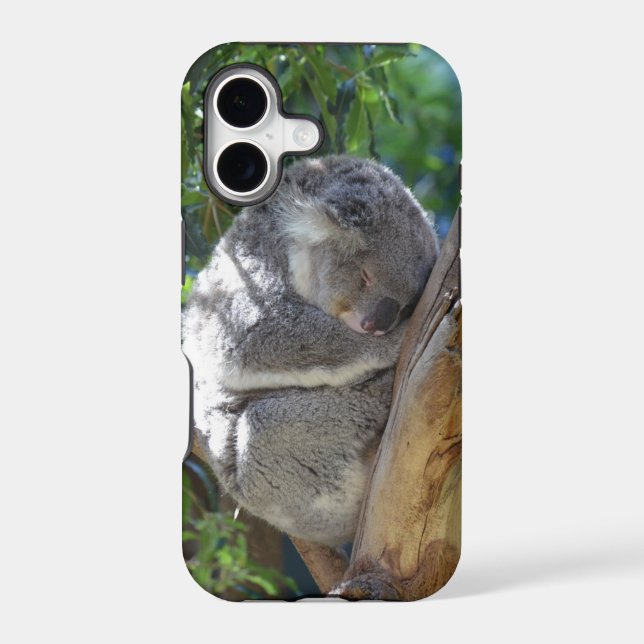 Cute Sleeping Koala in Tree (Back)