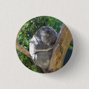 Cute Sleeping Koala in Tree 3 Cm Round Badge