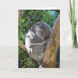 Cute Sleeping Koala in Tree Card