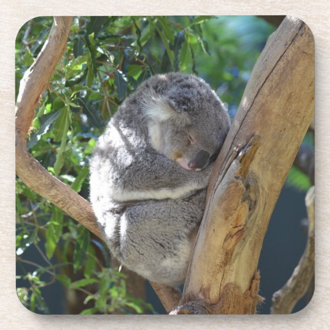 Cute Sleeping Koala in Tree Coaster (Front)