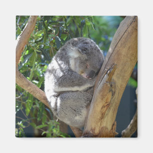 Cute Sleeping Koala in Tree Magnet