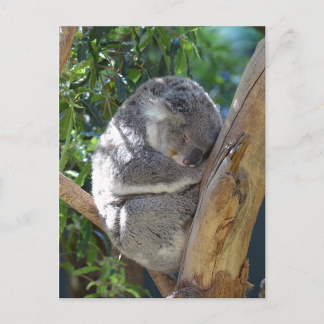 Cute Sleeping Koala in Tree Postcard (Front)