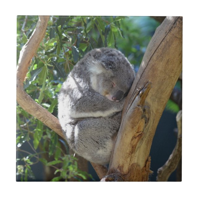 Cute Sleeping Koala in Tree Tile (Front)