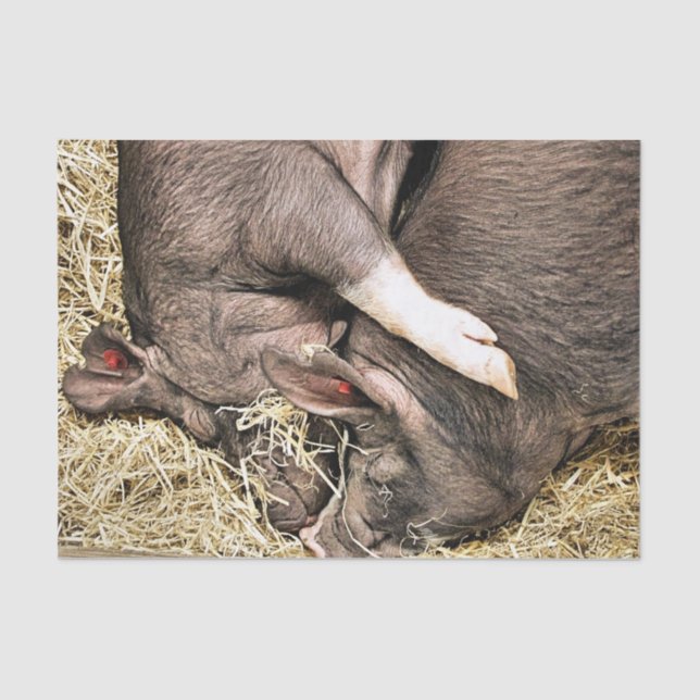 CUTE SLEEPING PIGS TISSUE PAPER (Front)