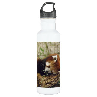 Cute Sleeping Red Panda w/ Food in Its Mouth 710 Ml Water Bottle