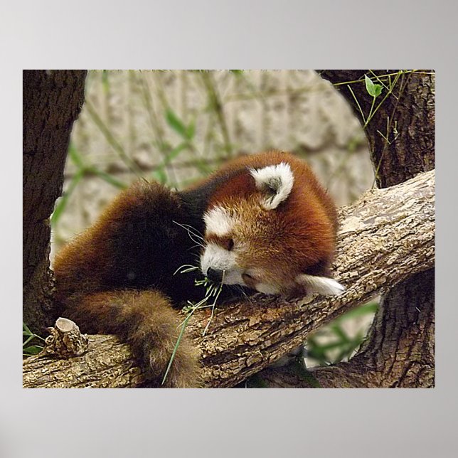 Cute Sleeping Red Panda w/ Food in Its Mouth Poster (Front)