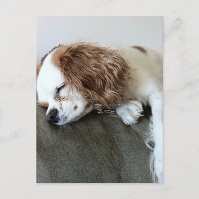 Cute sleeping Spaniel Dog personalised gifts Postcard (Front)