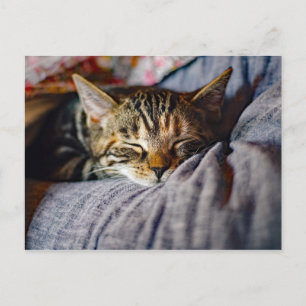 Cute Sleeping Tabby Cat Photo Postcard