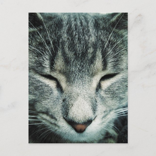 Cute sleeping tabby kitten postcard (Front)