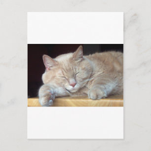 CUTE SLEEPY CAT POSTCARD