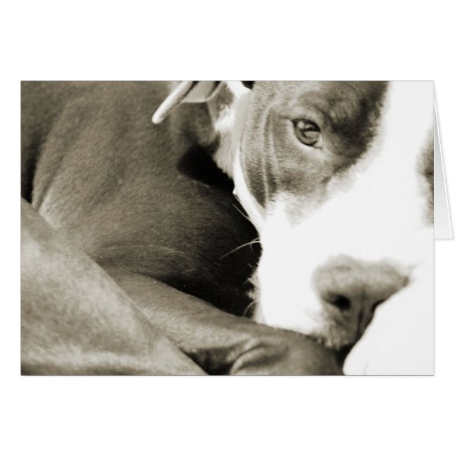 cute sleepy lazy pit bull dog (Front Horizontal)