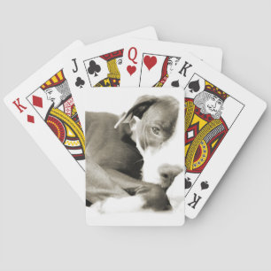 cute sleepy lazy pit bull dog playing cards