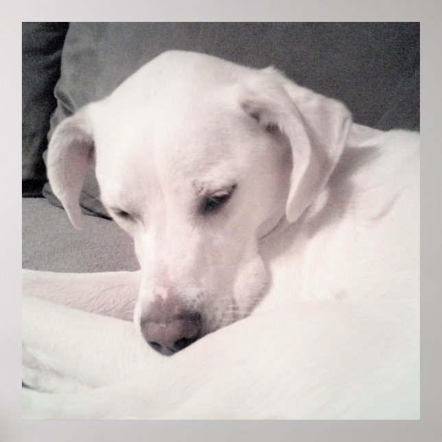 Cute Sleepy White Dog Grey Poster (Front)
