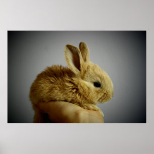 Cute small rabbit in hand poster