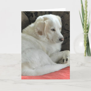 Cute Small White Dog Portrait Card