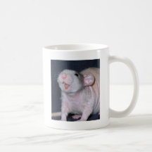 Cute Smile Rat