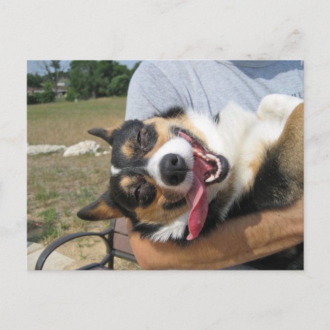Cute Smiling Corgi Dog Postcard (Front)