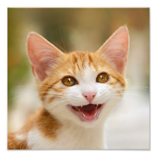 Cute Smiling Kitten Face Funny Cat Meow Photo