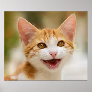 Cute Smiling Kitten Face Funny Cat Meow Photo Poster
