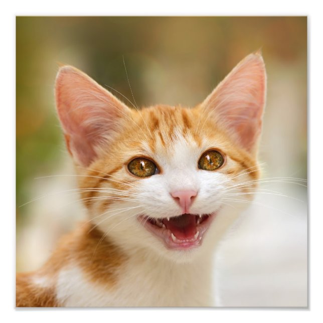 Cute Smiling Kitten Face Funny Cat Meow Photo Print (Front)